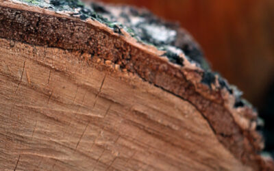 ExtraBark : Valorisation des écorces de bois pour l’agronomie et la protection du bois dans une approche d’économie circulaire