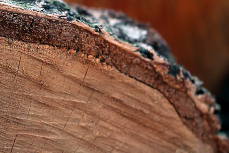 ExtraBark : Valorisation des écorces de bois pour l’agronomie et la protection du bois dans une approche d’économie circulaire